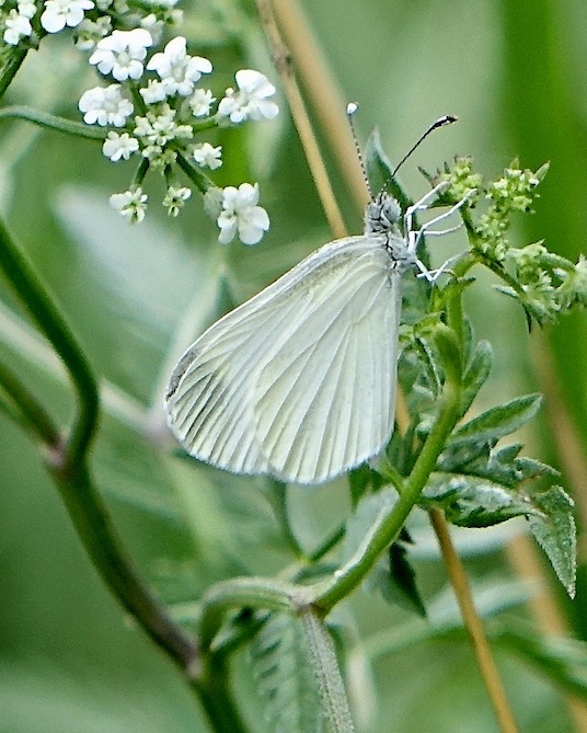 wood white